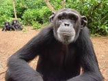 В Сьерра-Леоне полиция ищет группу шимпанзе-убийц