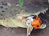 В Австралии крокодил Брут отобрал у рабочего бензопилу