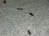 Неизвестный открыл огонь из автомата Калашникова из-за угла дома, после чего скрылся с места происшествия на машине, бросив автомат на месте Неизвестный открыл огонь из автомата Калашникова из-за угла дома, после чего скрылся с места происшествия на машине, бросив автомат на месте
