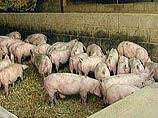 В Германии в федеральной земле Северный Рейн-Вестфалия из-за новой вспышки свиной чумы в ближайшие дни будет уничтожено 52 тысячи животных в 96 хозяйствах,