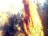2 пожара зафиксировано на территории Тернейского лесхоза в Пластунском лесничестве, 1 пожар - в Светлинском лесхозе в Усть-Соболевском лесничестве и 1 пожар действует в Дальнегорском лесхозе на территории Мономаховского лесничества. Один пожар локализиров