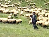 Лучшим пастухом России стал житель Новгородской области - он громче всех щелкает кнутом