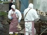 "Птичий грипп" выявлен в одном из сел Новосибирской области "Птичий грипп" выявлен в одном из сел Новосибирской области