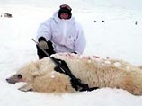 Когда было замечено, что белый мех у него перемежается с бурым, что у него длинные когти и типичная для гризли задняя часть туловища, труп животного был направлен на идентификацию Когда было замечено, что белый мех у него перемежается с бурым, что у него длинные когти и типичная для гризли задняя часть туловища, труп животного был направлен на идентификацию