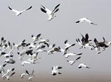 Перелетные птицы из Африки не несут вируса "птичьего гриппа", утверждают специалисты