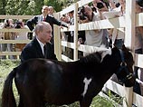 Подарки президенту Путину: собаки, пони, шапка Мономаха и угольная шахта