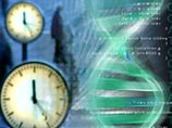 Чередование жизненных функций в человеческом организме регулирует ген Clock, выяснили ученые