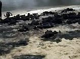 Мощный взрыв на нефтепроводе в Нигерии: еще более 150 человек погибли во время кражи топлива (ФОТО, ВИДЕО) Мощный взрыв на нефтепроводе в Нигерии: еще более 150 человек погибли во время кражи топлива (ФОТО, ВИДЕО)