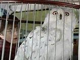 Одно из значений английского слова "пот" ("pot", от фамилии Potter) - на слэнге наркодилеров это означает марихуану Одно из значений английского слова "пот" ("pot", от фамилии Potter) - на слэнге наркодилеров это означает марихуану