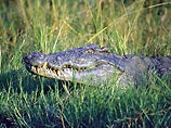 Во Флориде аллигаторы убили еще двоих