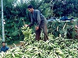 Под угрозой исчезновения находится самый популярный в мире фрукт - банан 
