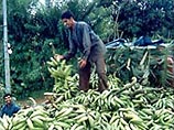 Под угрозой исчезновения находится самый популярный в мире фрукт - банан Под угрозой исчезновения находится самый популярный в мире фрукт - банан