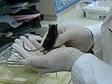 В США в национальном парке зафиксирована вспышка бубонной чумы у грызунов В США в национальном парке зафиксирована вспышка бубонной чумы у грызунов