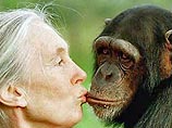 Тесные отношения между человеком и шимпанзе стали еще ближе, говорится в исследовании, авторы которого полагают, что предки двух видов в какой-то момент отдаленного скрещивания порождали гибриды, способные к воспроизводству