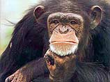 Ученые сделали вывод: люди и шимпанзе занимались сексом 4 млн лет