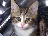 Котенок получил награду от американской полиции за героизм Котенок получил награду от американской полиции за героизм
