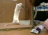 Наркоманию можно лечить никотином, выяснили ученые Наркоманию можно лечить никотином, выяснили ученые