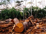 Каждый час на Земле исчезают около трех видов флоры и фауны Каждый час на Земле исчезают около трех видов флоры и фауны