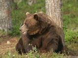 Жительница Финляндии отразила нападение медведя, ударив его ногой в морду Жительница Финляндии отразила нападение медведя, ударив его ногой в морду