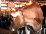 Житель Свердловской области осужден на 3 года за кражу и убийство коровы Житель Свердловской области осужден на 3 года за кражу и убийство коровы