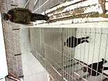 Приговор Кулаеву вновь поднял в России вопрос об отмене моратория на смертную казнь Приговор Кулаеву вновь поднял в России вопрос об отмене моратория на смертную казнь