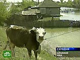 Паводок в Барнауле - подтоплены более пятисот домов Паводок в Барнауле - подтоплены более пятисот домов