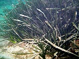 Испанские биологи обнаружили самую длинную в мире водоросль длиной 8 км - посидонию Испанские биологи обнаружили самую длинную в мире водоросль длиной 8 км - посидонию