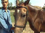 Среди животных много гурманов, эстетов и сибаритов, выяснили ученые Среди животных много гурманов, эстетов и сибаритов, выяснили ученые