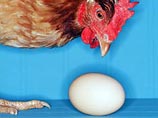 Британский ученый ответил на вопрос, что появилось первым - курица или яйцо