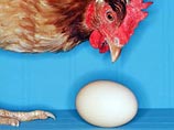Британский ученый ответил на вопрос, что появилось первым - курица или яйцо Британский ученый ответил на вопрос, что появилось первым - курица или яйцо