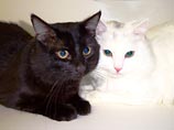 Американская компания Allerca Lifestyle Pets утверждает, что ее ученые впервые в мире вывели кошек, не вызывающих у людей аллергии Американская компания Allerca Lifestyle Pets утверждает, что ее ученые впервые в мире вывели кошек, не вызывающих у людей аллергии