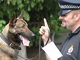 В Великобритании полицейские учат нидерландский язык, чтобы общаться с собаками