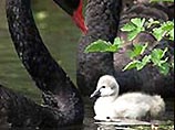 Австралийские лебеди не хранят верность: каждый шестой лебеденок – "гадкий" Австралийские лебеди не хранят верность: каждый шестой лебеденок – "гадкий"