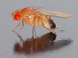 Генетики, экспериментируя над мухами-дрозофилами, нашли средство против диабета