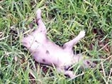 В США женщина избила заводчицу собак мертвым щенком чихуахуа