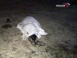 В правоохранительные органы обратилась подруга погибшего и сообщила, что, когда она вместе со своим знакомым выходила из автомобиля и шла по направлению к подъезду дома N 2 в Мещерском переулке, к ним подбежал неизвестный, несколько раз выстрелил в мужчин В правоохранительные органы обратилась подруга погибшего и сообщила, что, когда она вместе со своим знакомым выходила из автомобиля и шла по направлению к подъезду дома N 2 в Мещерском переулке, к ним подбежал неизвестный, несколько раз выстрелил в мужчин