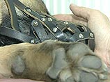 В Барнауле ветеринару-хирургу удалось спасти дворовую собаку, ставшую жертвой жестокости неизвестных живодеров