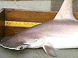 В США обнаружен новый "криптический" вид акулы