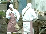 "Птичий грипп" сохраняется в 4 населенных пунктах России "Птичий грипп" сохраняется в 4 населенных пунктах России