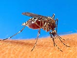В Израиле верующим запретили убивать комаров в шаббат