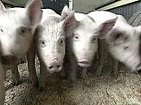 Муниципальный совет американского города Колорадо-Спрингс разрешил свиньям выходить на улицу