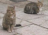 В Китае защитники животных добились закрытия ресторана, где готовили мясо кошек В Китае защитники животных добились закрытия ресторана, где готовили мясо кошек