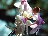 В Китае найдена орхидея, использующая новый механизм самоопыления
