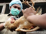 ВОЗ и Минздрав Индонезии подтвердили: "птичий грипп" передался от человека к человеку