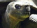 Черепаха по кличке Харриет, первым владельцем которой был сам автор теории эволюции Чарльз Дарвин, прожила в неволе 176 лет