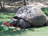 В зоопарке Квинсленда от инфаркта скончалась черепаха Дарвина