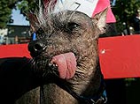 Новым победителем конкурса на самую уродливую собаку стал "омерзительный" Арчи