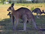 В Австралии найдено средство от напасти кенгуру на дорогах - это моча динго