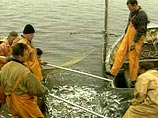 Рыбаки недовольны несправедливым, на их взгляд, распределением квот на вылов рыбы