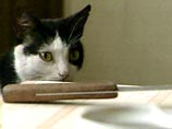 Житель Хельсинки, убивший соседку из-за кошек, получил пожизненный срок Житель Хельсинки, убивший соседку из-за кошек, получил пожизненный срок